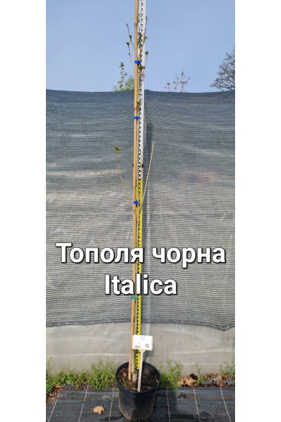 Тополь черный Италика  - 5л/вис.180-200см/Ø25-35см